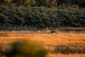 deer in the field running