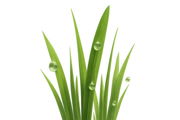 Obraz premium Fresh green grass blades with sparkling dewdrops, showing natural organic growth and morning freshness on transparent background