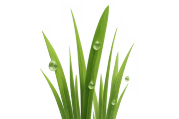 Fresh green grass blades with sparkling dewdrops, showing natural organic growth and morning freshness on transparent background