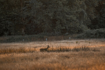 deer in the field running