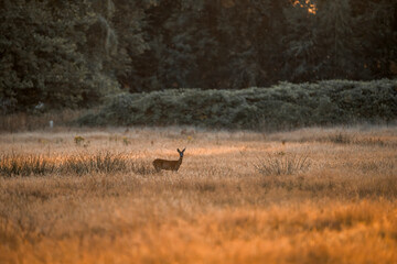 deer in the field running
