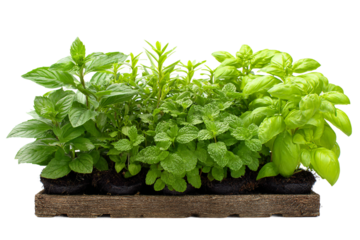 home herb garden kit isolated on transparent background