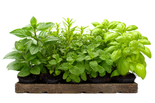 home herb garden kit isolated on transparent background