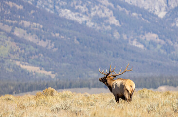 Bull Elk During the Rut in Autumn in Grand Teton National Park Wyoming