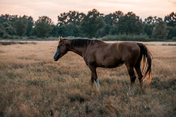 beautiful chestnut horse in dusk in the field pasture pretty outside equine photograph