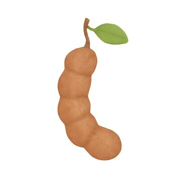 Watercolor Illustration of Brown Tamarind Pod