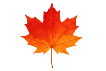 Maple leaf displaying vibrant autumn colors of red and orange against a transparent background, symbolizing fall season