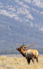Bull Elk During the Rut in Autumn in Grand Teton National Park Wyoming
