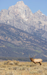 Bull Elk During the Rut in Autumn in Grand Teton National Park Wyoming