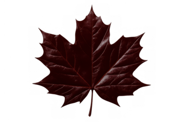 Dark maroon maple leaf showcasing autumn colors and seasonal change transparent isolated on background