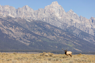 Fototapeta premium Bull Elk During the Rut in Autumn in Grand Teton National Park Wyoming
