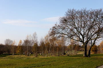 Scenic landscape with trees under a clear blue sky in autumn season