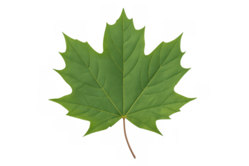 Green maple leaf featuring vibrant summer color and texture isolated on a transparent background, symbolizing nature and canada