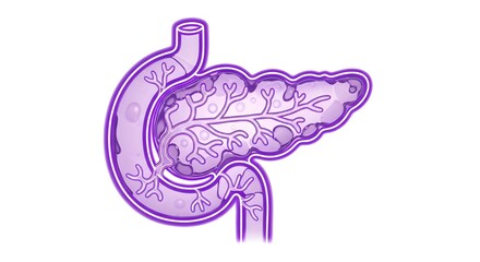  Pancreas Anatomy  Illustration for Medical Healthcare and Diabetes Concept
