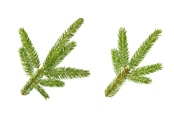 A green Christmas tree branch isolated on a transparent background. A design element for Christmas and New Year postcards