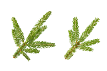 A green Christmas tree branch isolated on a transparent background. A design element for Christmas and New Year postcards
