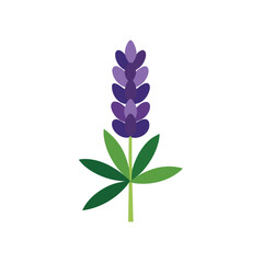 Stylized illustration of a purple lupine flower with green leaves