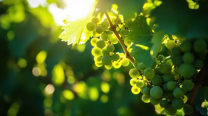 Close-up of green grapes on a vine bathed in sunlight