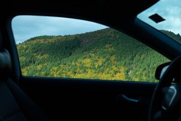 A striking view of a dense, forested hillside displaying vibrant autumn colors—deep green pines...