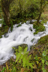 Waterfall in the deep green forest. Georgia..