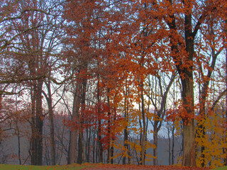 trees in autumn