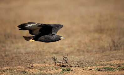 Dark morph Augur Buzzard in flight over Ethiopian highlands