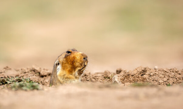  Big-headed African Mole-rat at its burrow