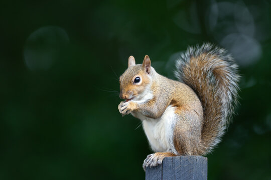 Eastern gray squirrel eating nut on a wooden garden fence post