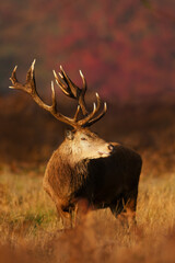Majestic Red deer stag in golden autumn sunlight