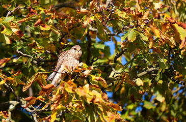 Female Common Kestrel perched on a tree branch in autumn
