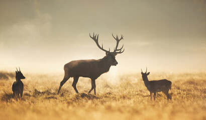 Silhouettes of Red deer stag with two Fallow deer bucks in misty field at sunrise
