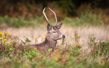 Young male Red deer stag lying among green and brown ferns in autumn meadow