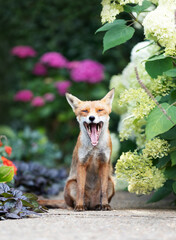 Obraz premium Urban Red fox yawning wide in summer garden