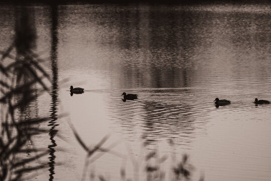 ducks in the lake
