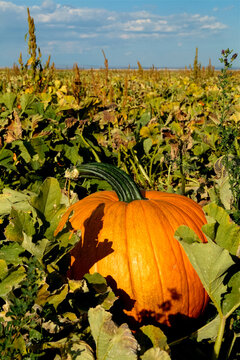 Estancia, New Mexico,  United States. .Fall pumpkin growing in a field at a pumpkin patch