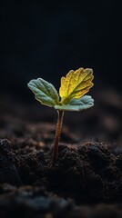 High quality image of tiny green plant sprouting from dark soil, illuminated by soft light.