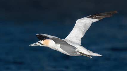 A Northern Gannet (Morus Bassanus) Flies Over The Sea 16x9