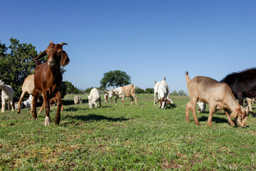 Santa Fe, New Mexico. Goat "lawn mowers". Several goats who were hired to munch down the weeds in a meadow.
