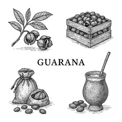 Guarana Plant and Seeds in Vintage Botanical Engraving Style Transparent Background