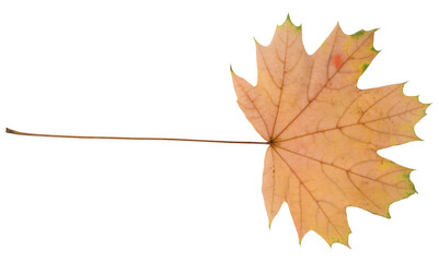Yellow maple leaf on isolated background