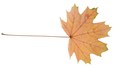 Yellow maple leaf on isolated background