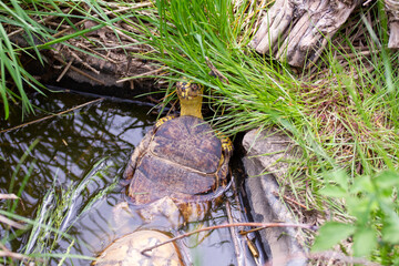 Eastern box turtle in water