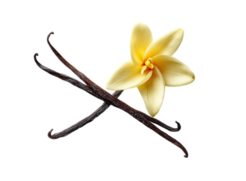 Two crossed vanilla pods with a single, star-shaped vanilla flower