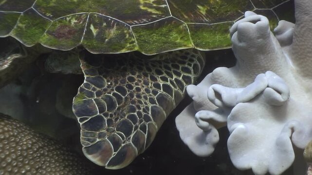 Dive into the Philippine waters and witness a serene sea turtle nestled amongst coral at dusk. A peaceful moment captured in the vibrant underwater world.