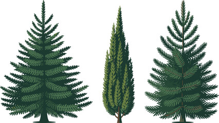 Evergreen conifer trees illustration, pine and cypress varieties, detailed forest botanical artwork for landscaping, nature design, outdoor greenery, and ecological themes