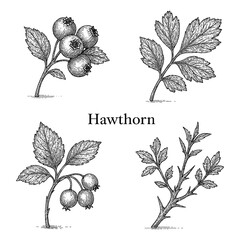 Hawthorn Plant, Berries, and Tea in Vintage Botanical Engraving Style Transparent Background