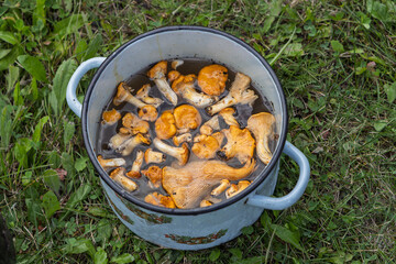 Fresh chanterelles submerged in water inside a light blue enamel pot with floral pattern. Placed on grassy surface, ideal for mushroom preparation or outdoor cooking visuals