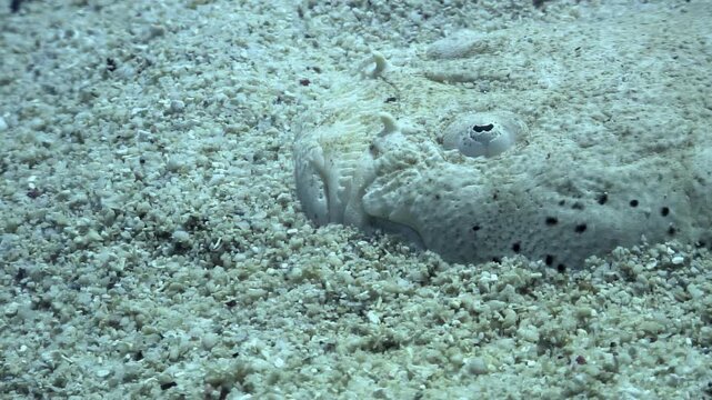 Observe a camouflaged sand dab blending with the seabed. Shot during daylight hours in the tropical waters of the Philippines.
