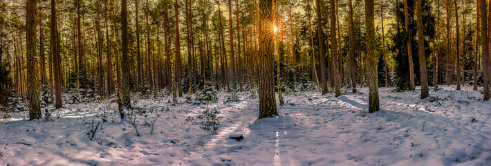  Zima w lesie na Mazurach. © Janusz Lipiński