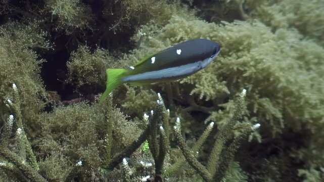 A Spotfin Hogfish swims near coral reefs. Shot during the day in the Philippines, observe this tropical marine creature in its natural environment.